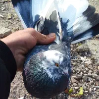 کبوتر پرشی گرفتنی