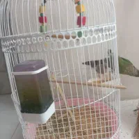 گرینچینگ نر دستی باقفس|پرنده|نیشابور, هفده شهریور|دیوار