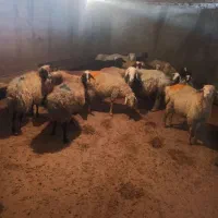 گوسفند زنده قصاب مجرب ارسال رایگان|حیوانات مزرعه|فردوسیه, |دیوار