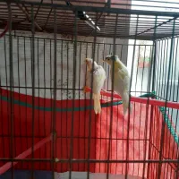 یک جفت قناری نرو ماده