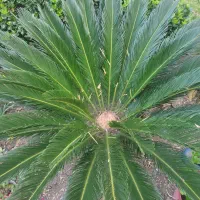 گل سیکاس سراوان