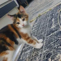 واگذاری گربه