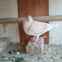 گم شده یک عدد ساده ی ماده رنگ عودی