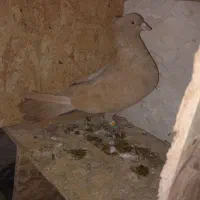 ماده زرد کاکلی پره خال سیاه