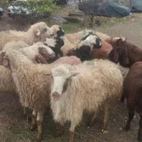 ایام عید گوسفند چاق و زنده برای مراسمات