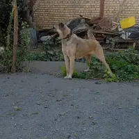 حیوان‌خانگی