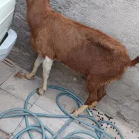 یک عدد بز شیری روز یک کیلو شیر  میده قیمت 13500