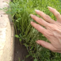 نشاگوجه گیلاسی معاوضه میکنم باکودحیوانی وسم