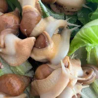 حلزون آچاتینا|خزنده|شیراز, شهرک گلستان|دیوار