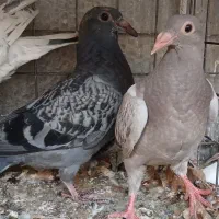 کفتر نقش ( رنگی و پلاکی)|پرنده|بیرجند, |دیوار