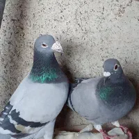 کبوتر