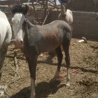 اسب قوی وخیلی چابک سرحال با کاه دسته گندم|اسب و تجهیزات اسبسواری|گلی داغ, |دیوار