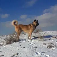 واگزاری سگ سرابی یکساله