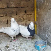 طوقی|پرنده|ورزنه, |دیوار