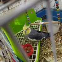 عروس هلندی|پرنده|مشهد, نرگس (شهرک غرب)|دیوار