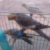 طوطی عروس جوان تازه بالغ