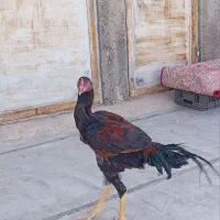 خروس لاری