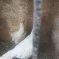 مرغ لاری