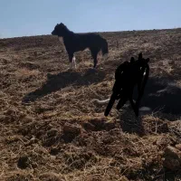 سگ نر|حیوانات|الیگودرز, |دیوار