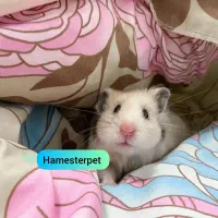 همستر تربیت شده گوگولی با لوازم