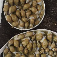 حلزون پرورشی