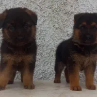 سگ ژرمن شیپرد جرمن کینگ سایز موکوتاه توله (ماده)|سگ|تهران, آبشار|دیوار