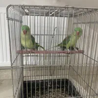 شاه طوطی|پرنده|قیامدشت - خاورشهر, |دیوار