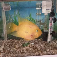 بوفالو درشت