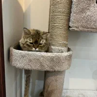 گربه بریتیش گلد لانگ هیر ماده