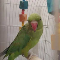 طوطی منلگو|پرنده|نسیمشهر, |دیوار