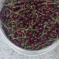 آلبالو