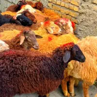 گوسفند خونی برای مجالسات ومراسمات نمادین