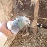 بدرنگ|پرنده|یزدان شهر, |دیوار