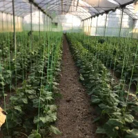 فروش گلخانه سازه اسپانیایی۳۰۰۰متر رباط کریم کد۵۵۸۴