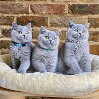 بچه توله گربه بریتیش . اسکاتیش بلو