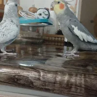 دوعددعروس هلندی نروماده