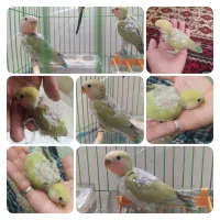 جوجه طوطی کوتوله برزیلی