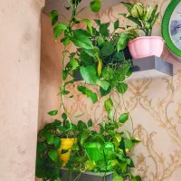 استخدام پرستار کودک و نظافت منزل|استخدام سرایداری و نظافت|بوشهر, |دیوار