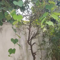 اجاره روزانه  ویلای ۴۵ متری گیل پرده سر سنگر|اجارهٔ کوتاه‌مدت ویلا و باغ|سنگر, |دیوار
