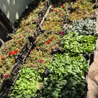 گل داوودی و فصلی *گلخانه من *|گل و گیاه طبیعی|بیرجند, |دیوار