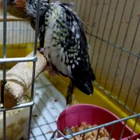 جوجه عروس هلندی مرواریدی