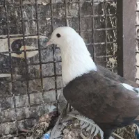 چند جفت نر و ماده|پرنده|بهبهان, |دیوار