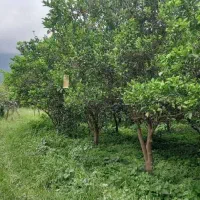 کود شیمیایی