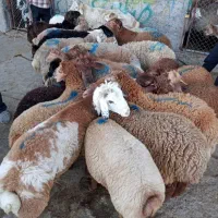 فقط تا آخر ماه آف50٪*زیرفی تمام شهر*دام زنده/خونی