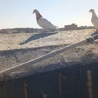 جفت ۷۰۰/۰۰۰تومن