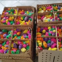 پخش انواع اردک پکنی بوقلمون جوجه رنگی محلی غاز|حیوانات مزرعه|تهران, مظاهری|دیوار