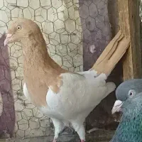 کفتر یهودی کله سینه