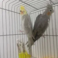 عروس هلندی
