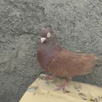 سرخ آبادانی چشم نوک