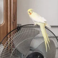 مرغ عشق رینبو اورجینال|پرنده|بیرجند, |دیوار